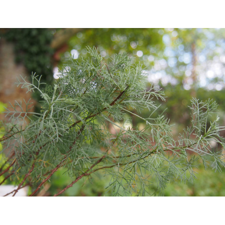 Artemisia alba subsp. camphorata