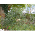 Artemisia alba subsp. camphorata