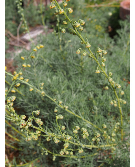 Artemisia chamaemelifolia