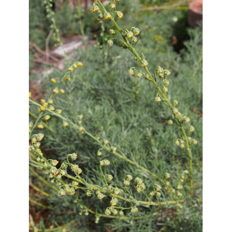 Artemisia chamaemelifolia