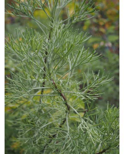 Artemisia molinieri