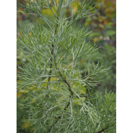 Artemisia molinieri