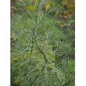 Artemisia molinieri