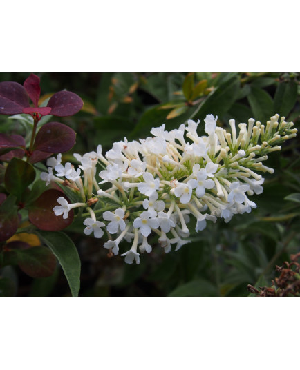 Buddleja 'Argus White ' ®- arbuste aux papillons