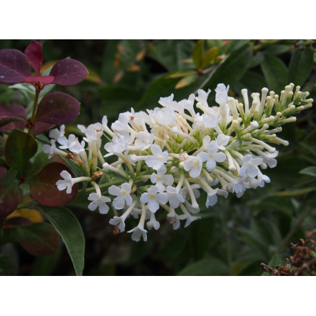 Buddleja 'Argus White ' ®- arbuste aux papillons