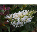 Buddleja 'Argus White ' ®- arbuste aux papillons