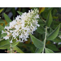 Buddleja 'Argus White ' ®- arbuste aux papillons