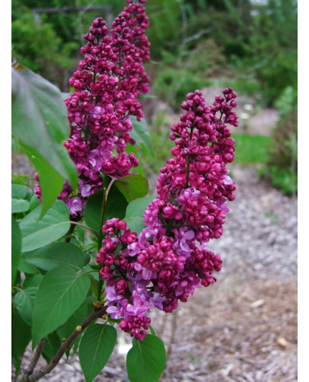 Syringa 'Prince Wolkonski'