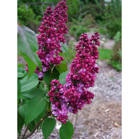 Syringa 'Prince Wolkonski'