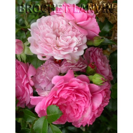 Rosa 'Paul Ploton' - Rosaceae -