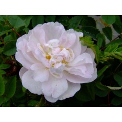 Rosa 'Mon amie Claire' - Rosaceae - Rosier