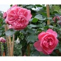 Rosa 'Leonard de Vinci' - Rosaceae -