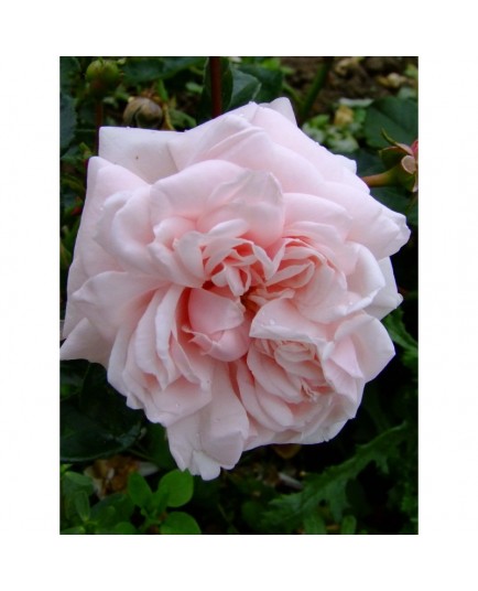 Rosa 'Awakening' - Rosaceae -