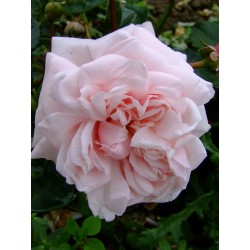 Rosa 'Awakening' - Rosaceae -