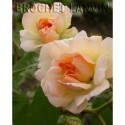Rosa 'Phyllis Bide' - Rosaceae - Rosier