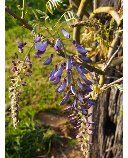 Wisteria 'Caroline'