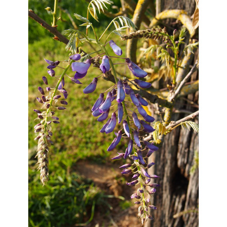 Wisteria 'Caroline'