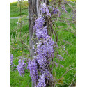 Wisteria 'Caroline'