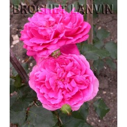Rosa 'Pink Cloud' - Rosaceae - Rosier