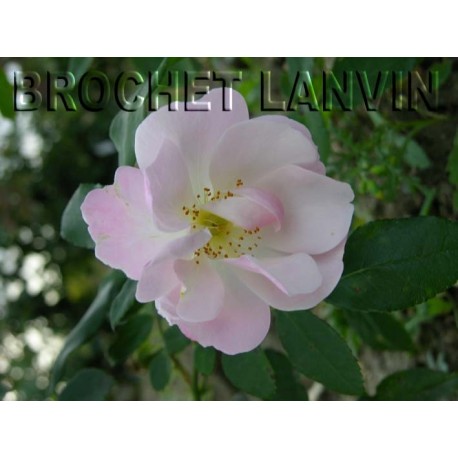 Rosa 'Sourire d'Orchidee' - Rosaceae - Rosier