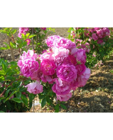 Rosa 'Hermann Schmidt' - Rosaceae - rosier