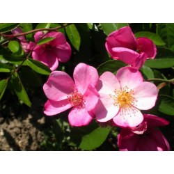 Rosa 'Plaisanterie' - Rosaceae - Rosier