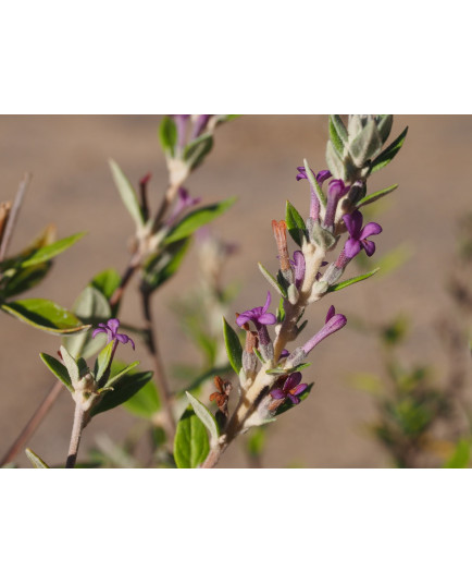 Buddleja alternifolia x 'Unique'