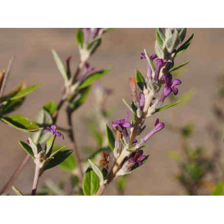 Buddleja alternifolia x 'Unique'