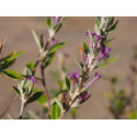 Buddleja alternifolia x 'Unique'