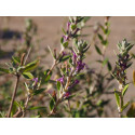 Buddleja alternifolia x 'Unique'