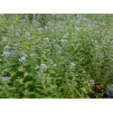 Caryopteris clandonensis x 'Kew Blue' -Caryoptéris de Clandon, Barbe bleue