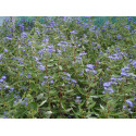 Caryopteris clandonensis x 'Heavenly Blue' - Barbe-bleue