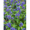 Caryopteris clandonensis x 'Grand Bleu' ® Inoveri'