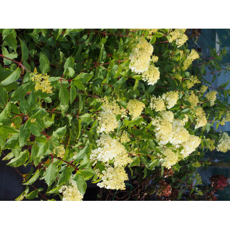 Hydrangea paniculata 'Diamantino'