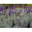 Lavandula angustifolia 'Hidcote' - Lavande à feuilles étroites