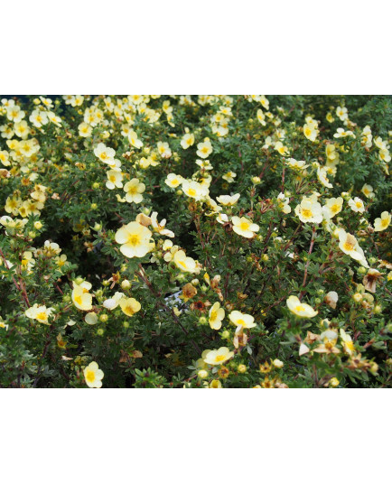 Potentilla fruticosa 'Primrose Beauty' - potentilles