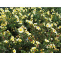 Potentilla fruticosa 'Primrose Beauty' - potentilles