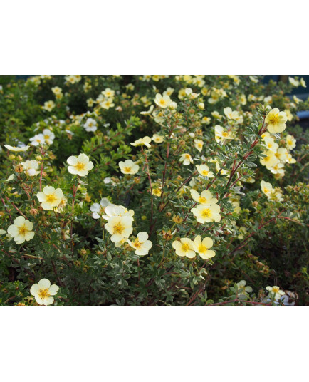 Potentilla fruticosa 'Tilford Cream' - potentilles