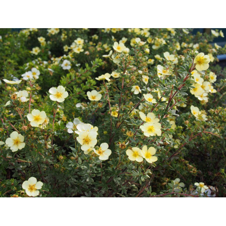 Potentilla fruticosa 'Tilford Cream' - potentilles