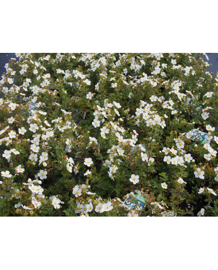 Potentilla fruticosa 'Abbotswood' - potentilles, comarums,