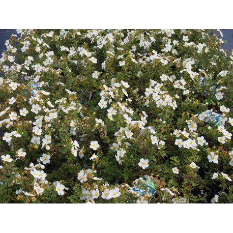 Potentilla fruticosa 'Abbotswood' - potentilles, comarums,