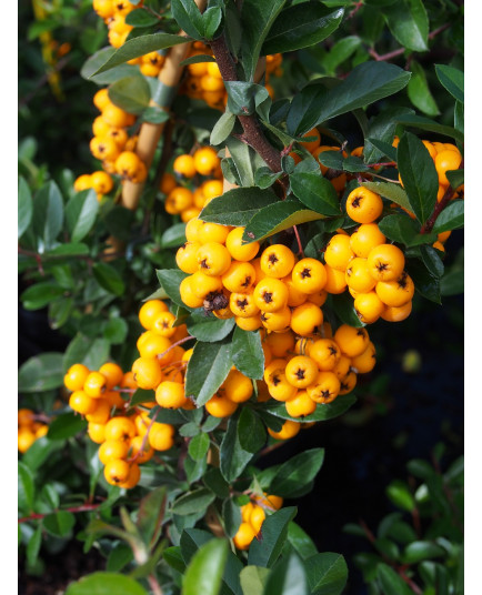 Pyracantha 'Golden Charmer' - buisson ardent