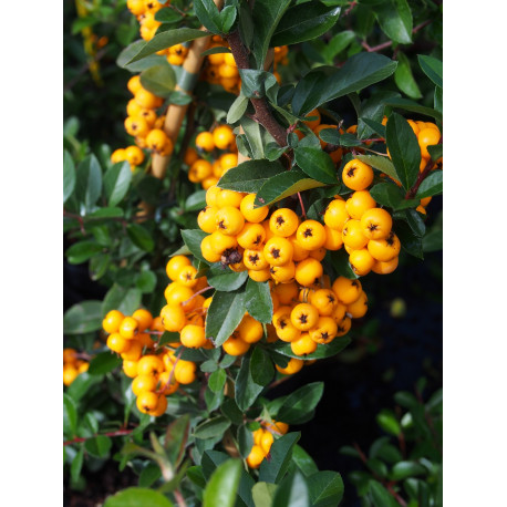 Pyracantha 'Golden Charmer' - buisson ardent