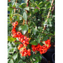 Pyracantha 'Red Column' - buisson ardent