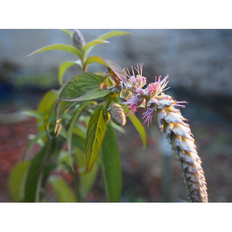 Rostrinucula dependens