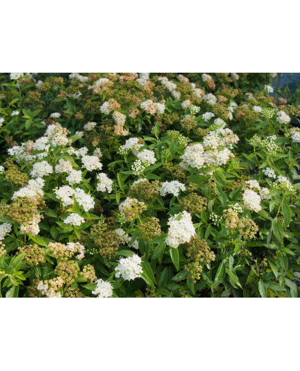 Spiraea japonica 'Albiflora' - Spirée du Japon