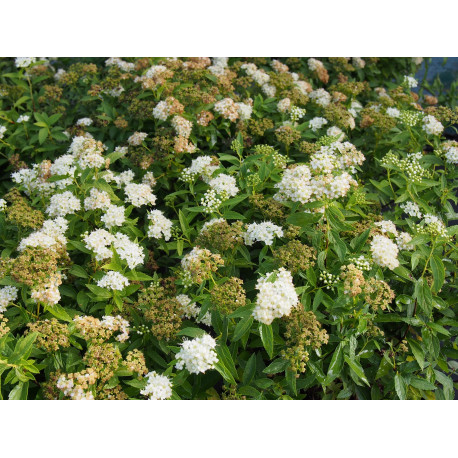 Spiraea japonica 'Albiflora' - Spirée du Japon