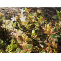 Abelia grandiflora x ' Lady Peach'