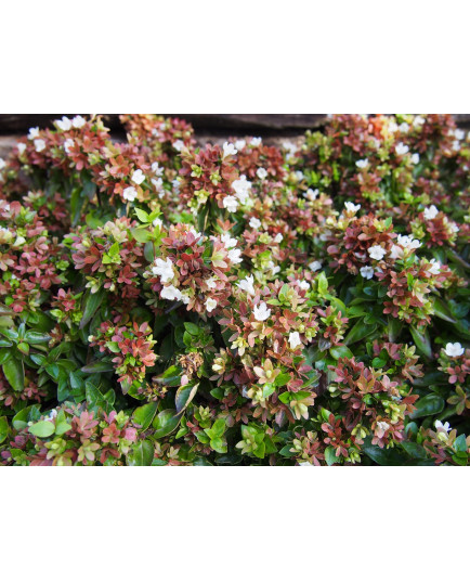 Abelia grandiflora x 'Little Lady'