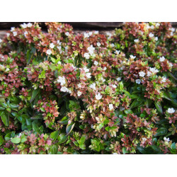 Abelia grandiflora x 'Little Lady'